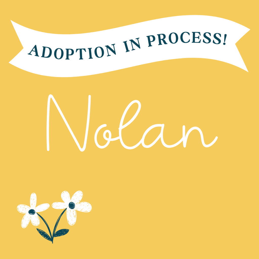 Nolan - adopción en proceso