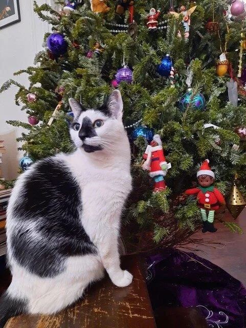 Kitty Profile Photo